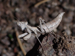 Pseudoyersinia pilipes