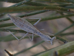 Pseudoyersinia pilipes