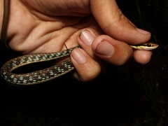 Dendrelaphis pictus