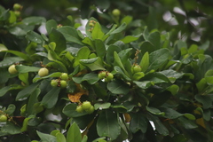 Byrsonima bucidaefolia