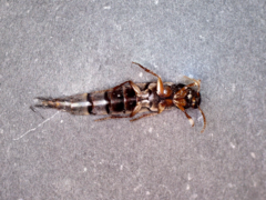 Raphirus