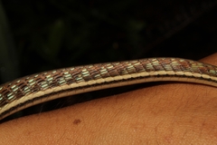 Dendrelaphis pictus