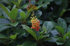 Byrsonima bucidaefolia