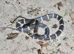 Bungarus multicinctus wanghaotingi