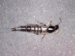 Raphirus