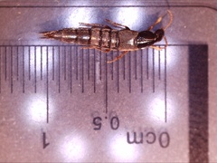 Raphirus