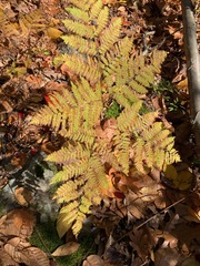 Pteridium aquilinum latiusculum