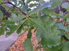 Quercus robur