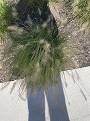 Setaria viridis