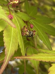 Allograpta hortensis