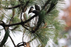 Sitta pygmaea brunnescens