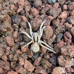 Hogna ferox