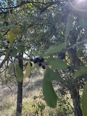 Sideroxylon lanuginosum