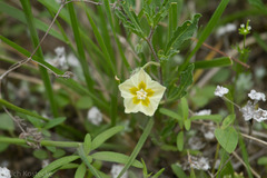 Chamaesaracha edwardsiana