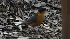 Cossypha dichroa dichroa