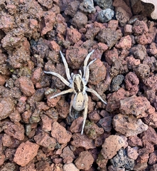 Hogna ferox