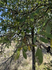 Sideroxylon lanuginosum