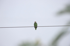 Amazona albifrons