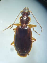 Cymindis limbata