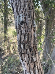 Sideroxylon lanuginosum
