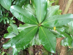 Ardisia revoluta