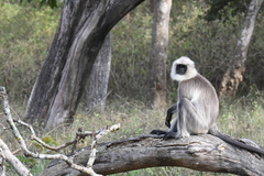 Semnopithecus hypoleucos