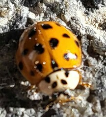 Harmonia axyridis