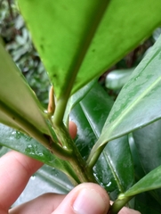 Ardisia revoluta