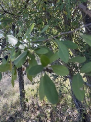 Sideroxylon lanuginosum