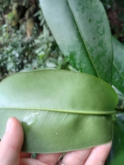 Ardisia revoluta