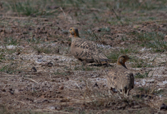 Syrrhaptes paradoxus