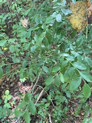 Vaccinium elliottii