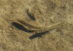 Fundulus diaphanus
