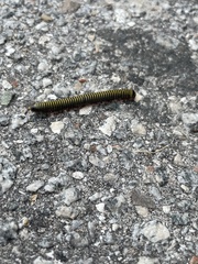 Anadenobolus monilicornis