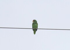 Amazona albifrons
