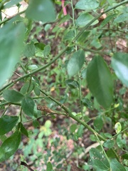Vaccinium elliottii