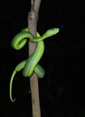 Trimeresurus popeiorum
