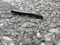 Anadenobolus monilicornis
