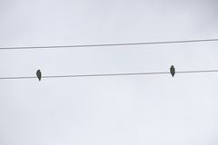 Amazona albifrons