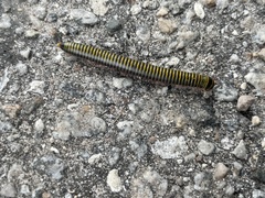 Anadenobolus monilicornis
