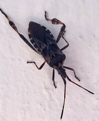 Leptoglossus occidentalis