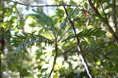 Dypsis concinna