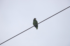 Amazona albifrons