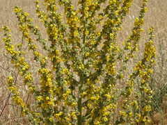 Verbascum pulverulentum