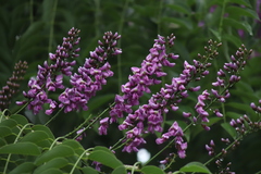 Lonchocarpus punctatus