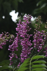 Lonchocarpus punctatus