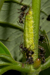 Riodinidae