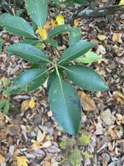 Mycosphaerella colorata