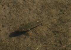 Fundulus diaphanus