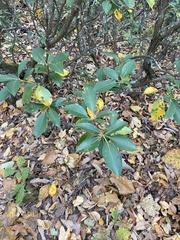 Mycosphaerella colorata